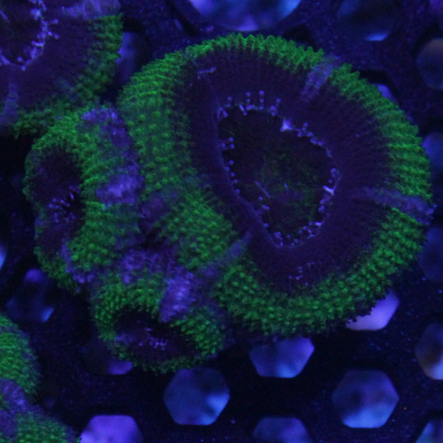 Green Acan