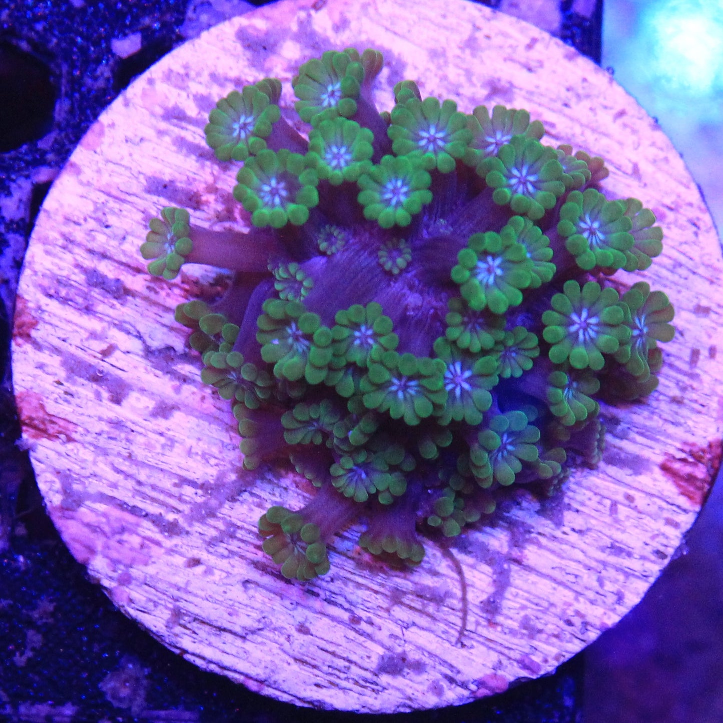 Green Alveopora