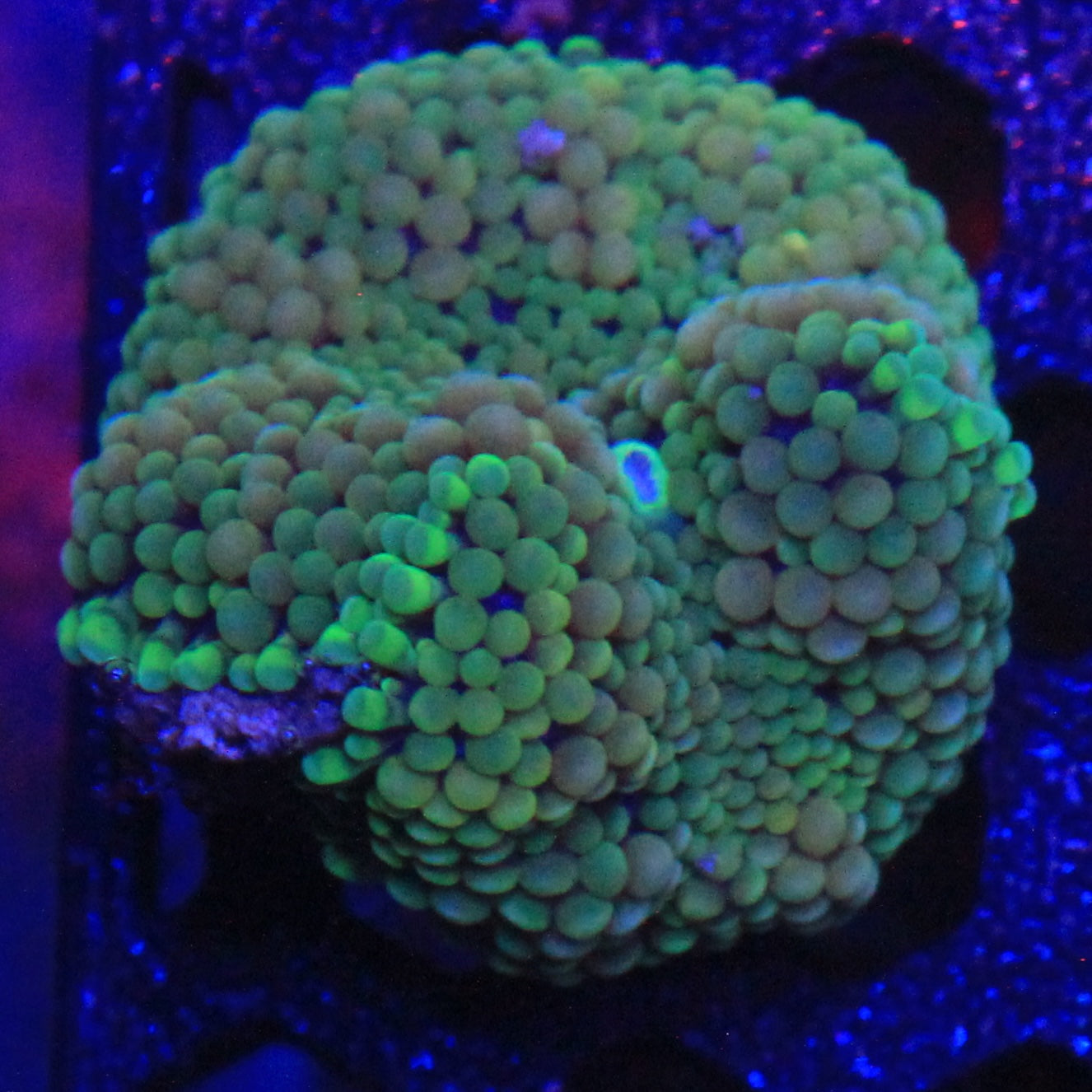 Green Florida Ricordea