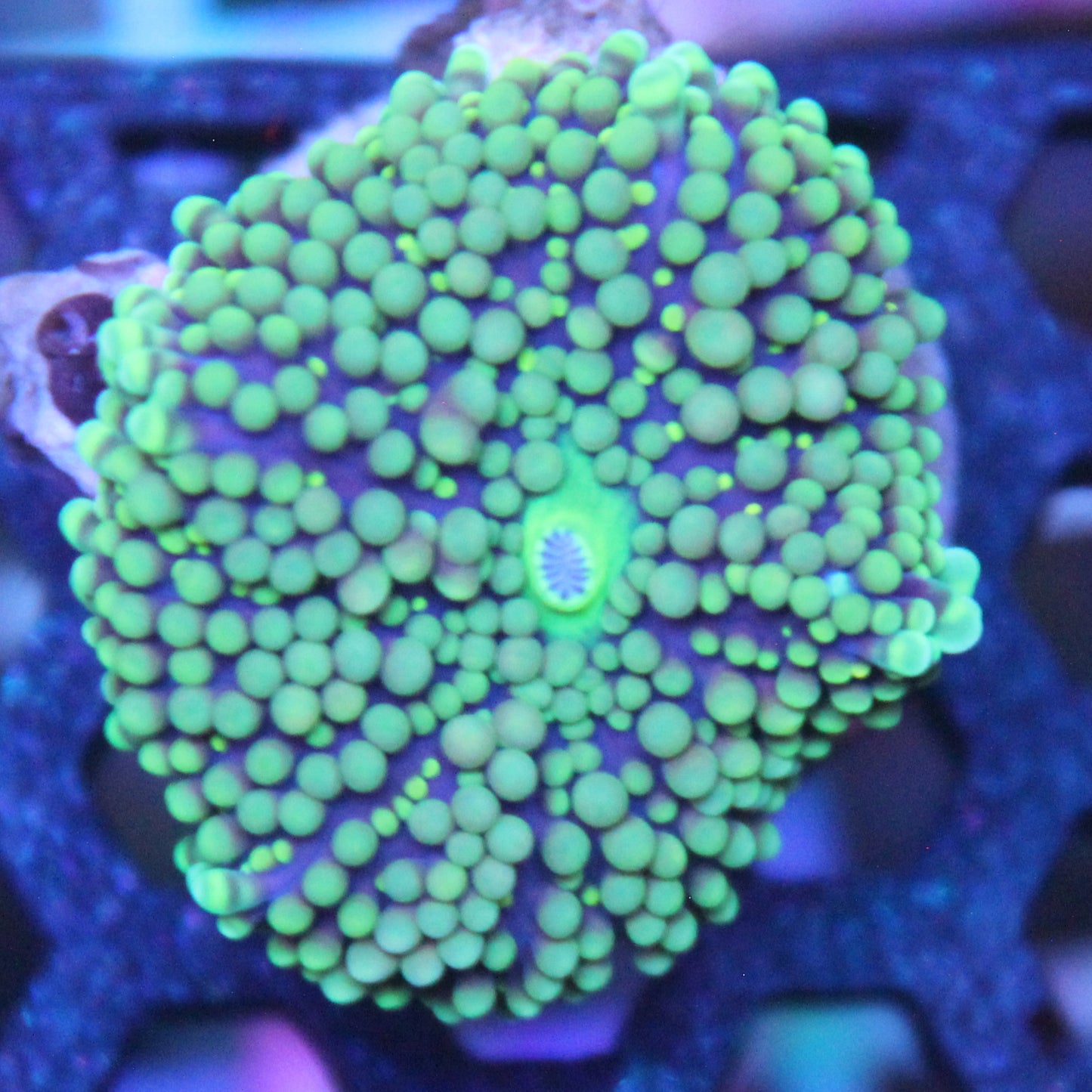 Green Florida Ricordea