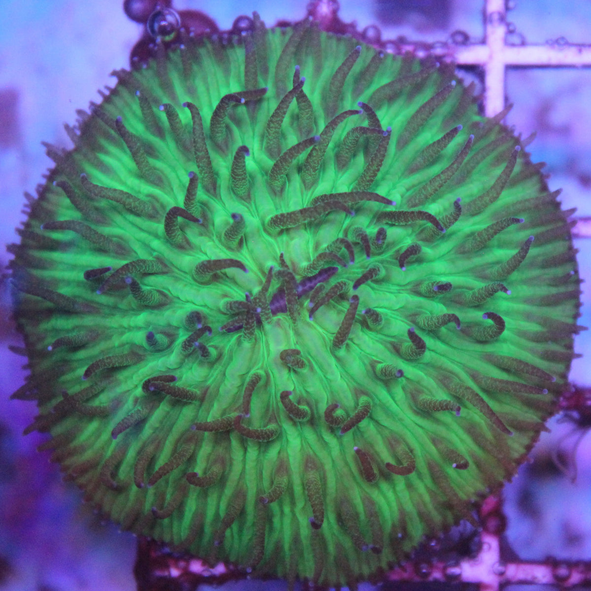 Green Helmet Fungia