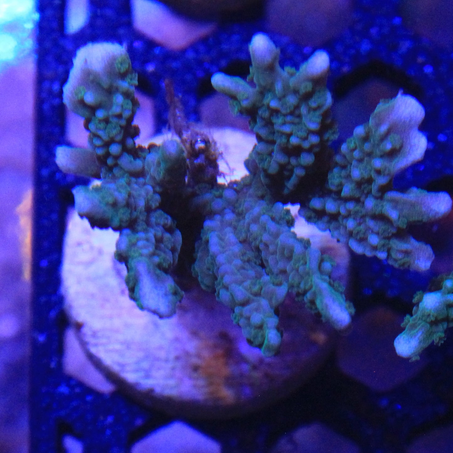 Green Montipora Elkhorn