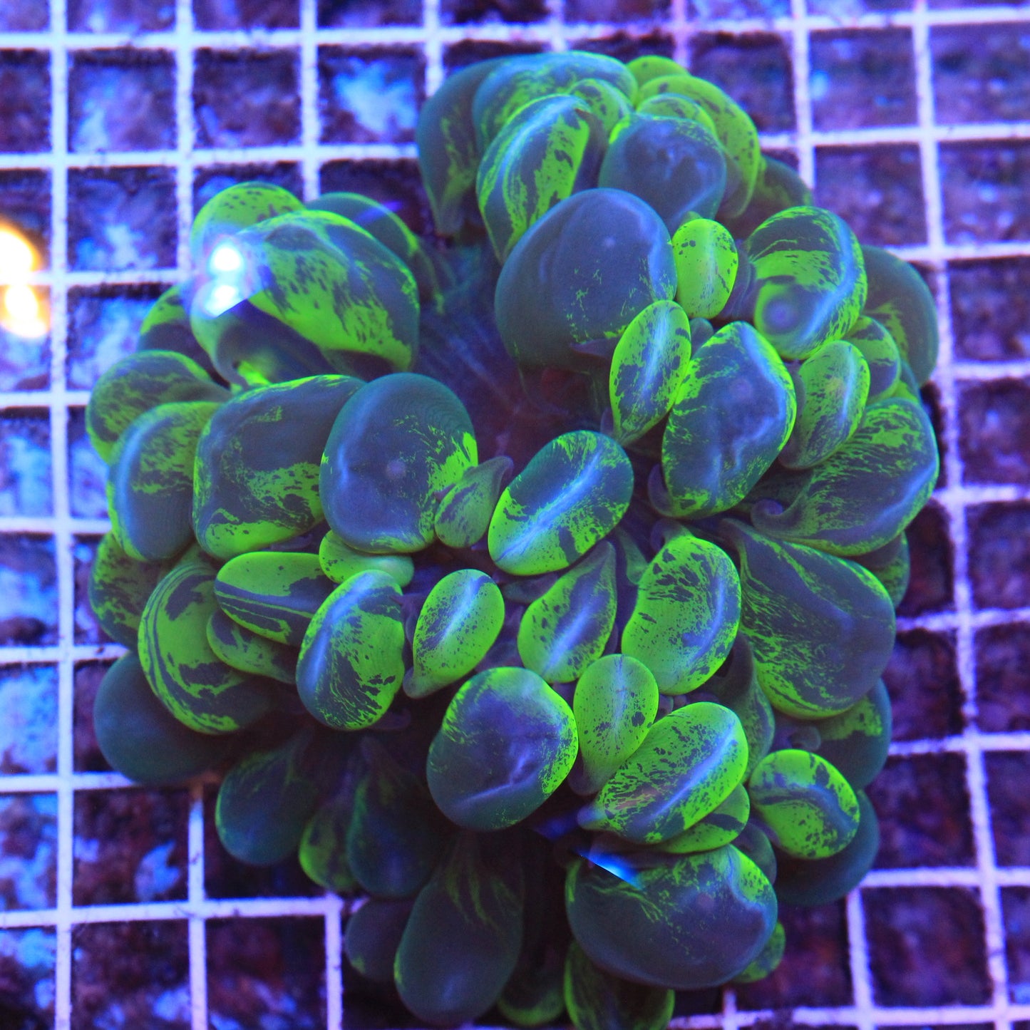 Green Splatter Bubble