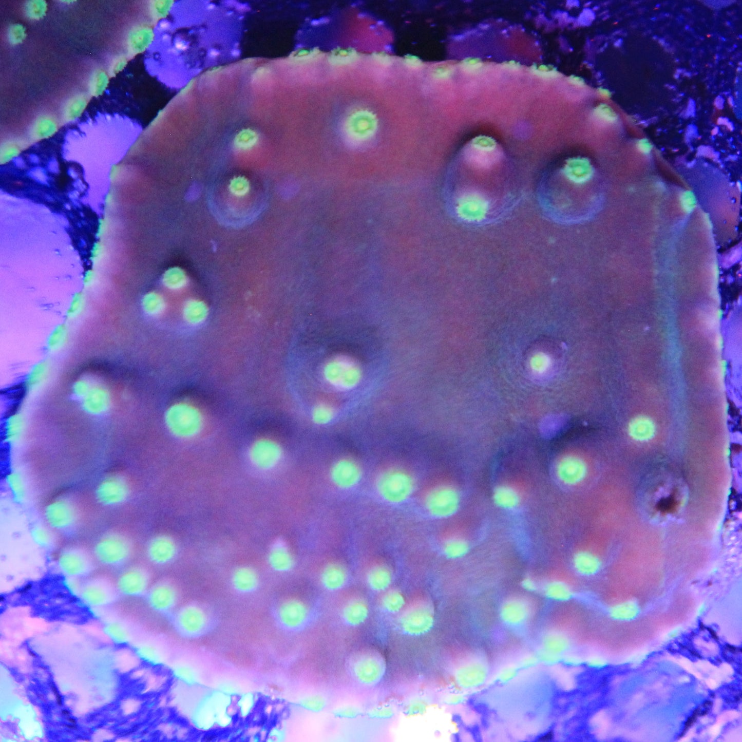 Green Turbinaria Lg