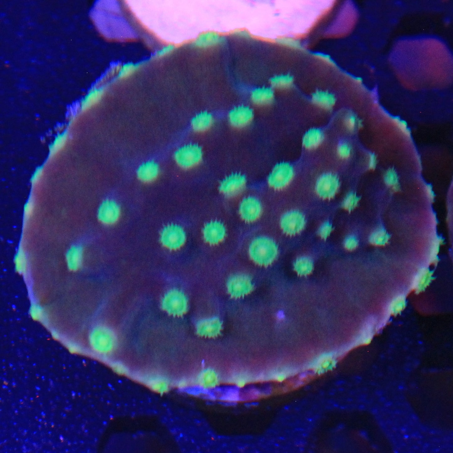 Green Turbinaria sm