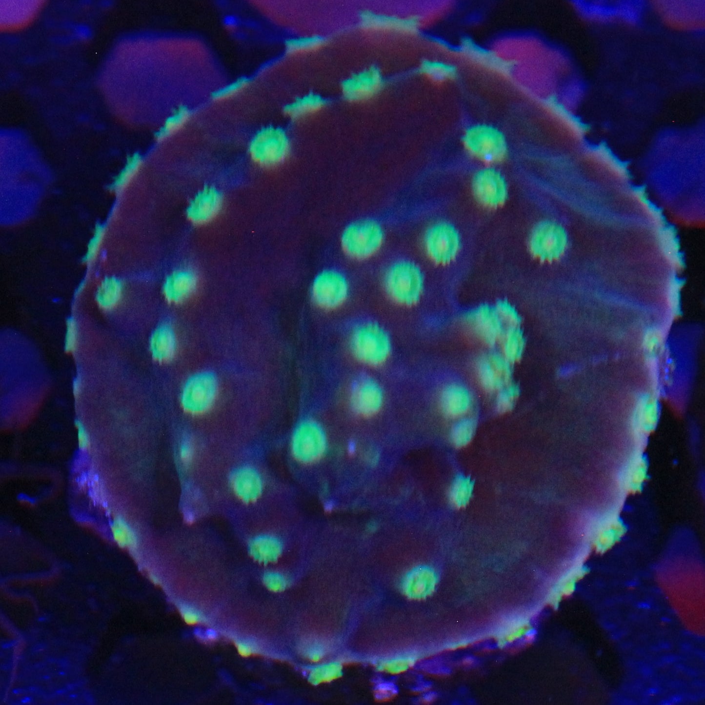 Green Turbinaria sm
