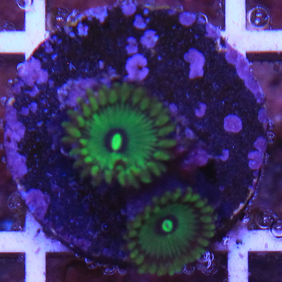 Grouchy Green Zoa