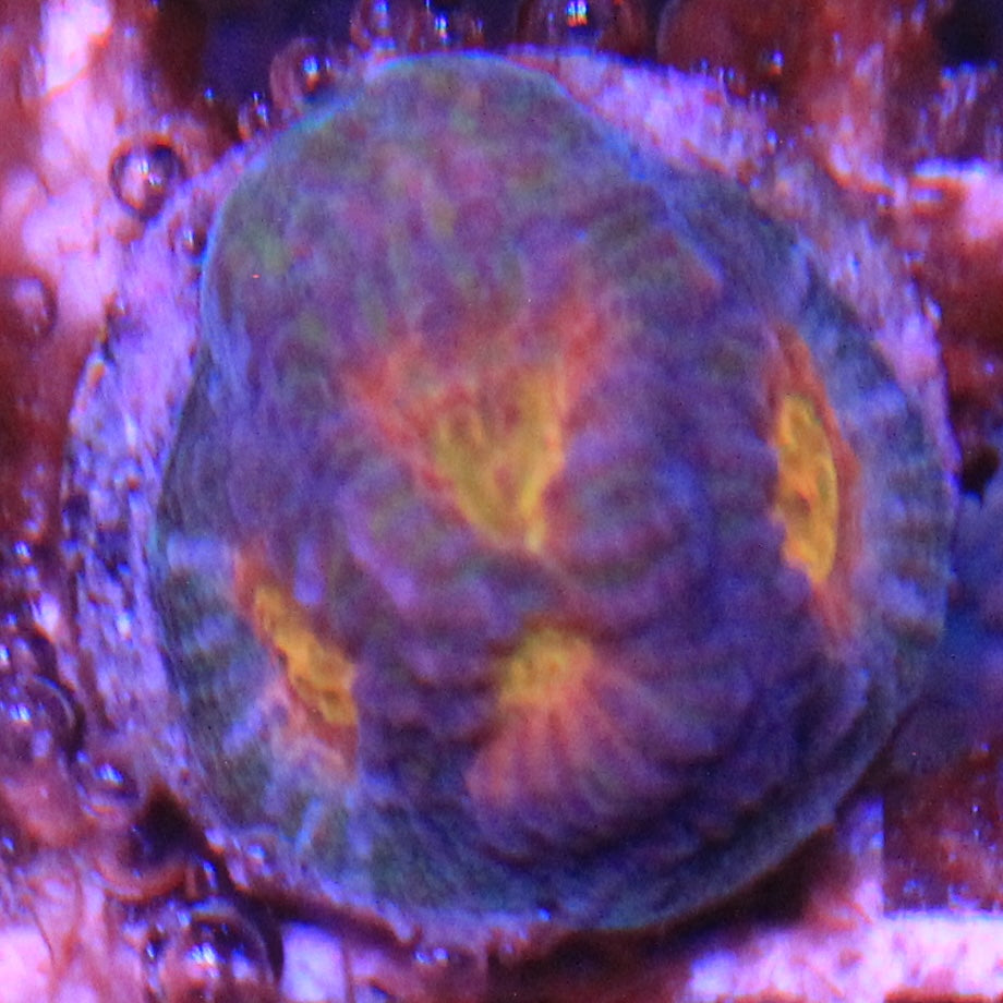 Helios Favia
