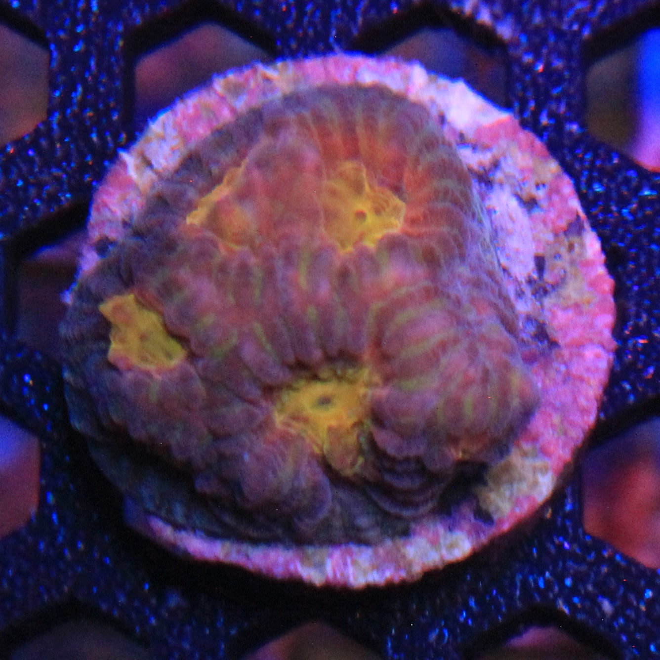 Helios Favia