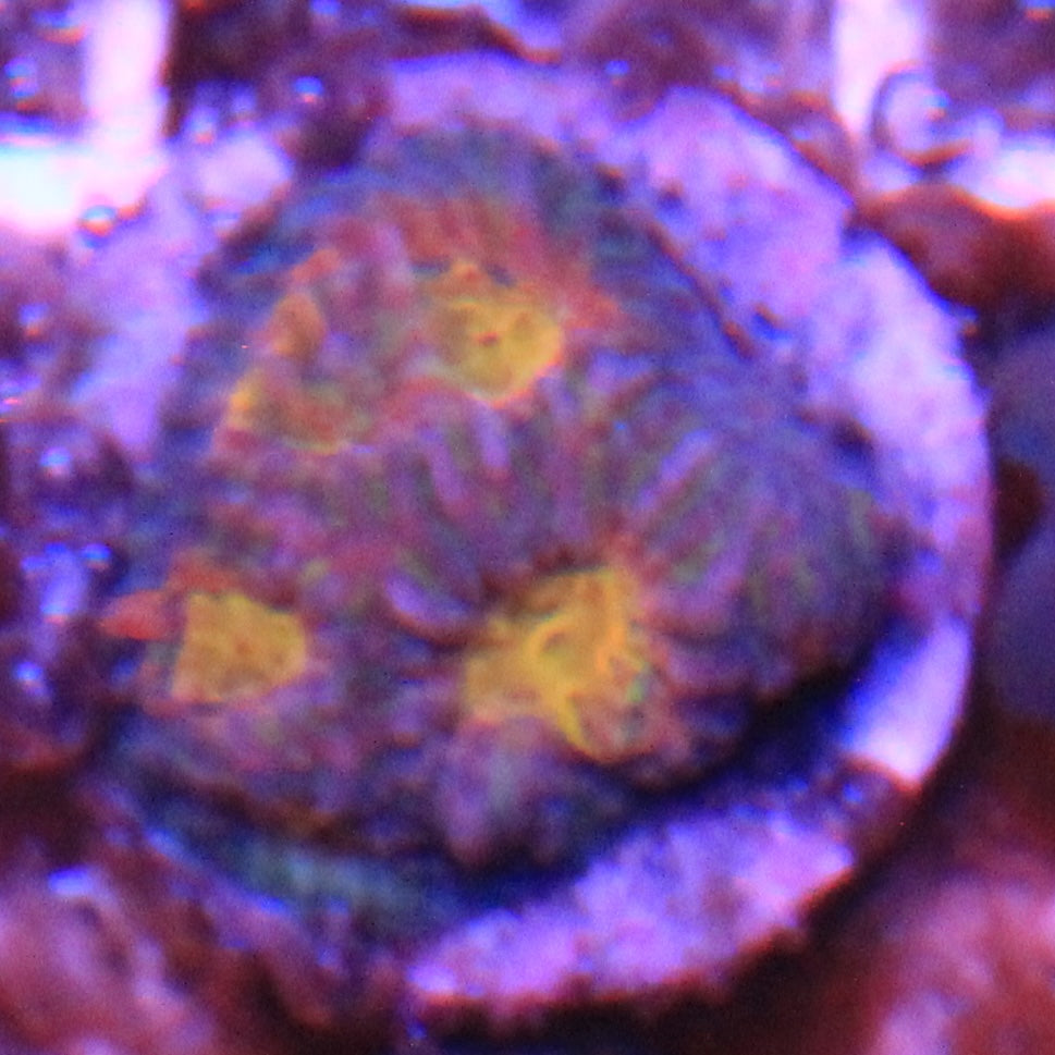 Helios Favia