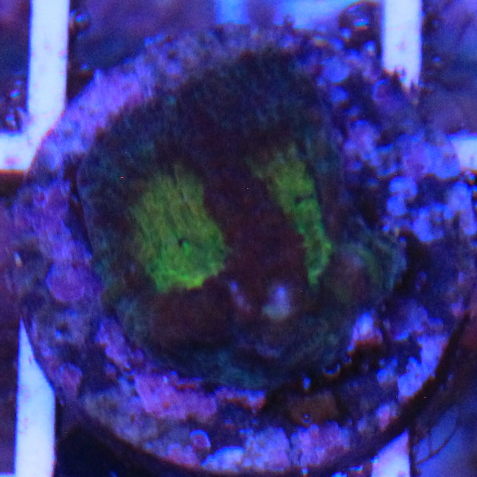Hypo Tango Favia