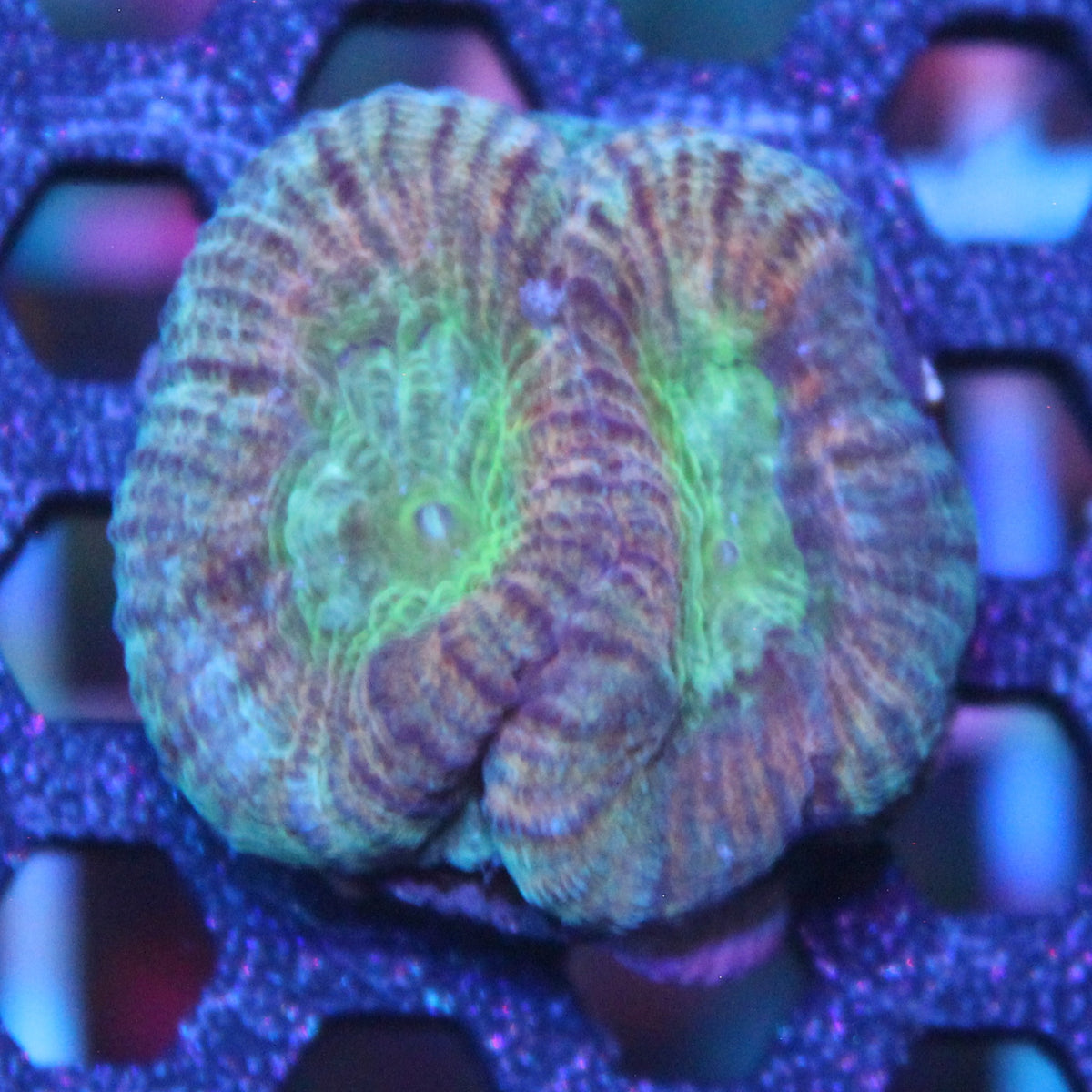 Hypo Tango Favia