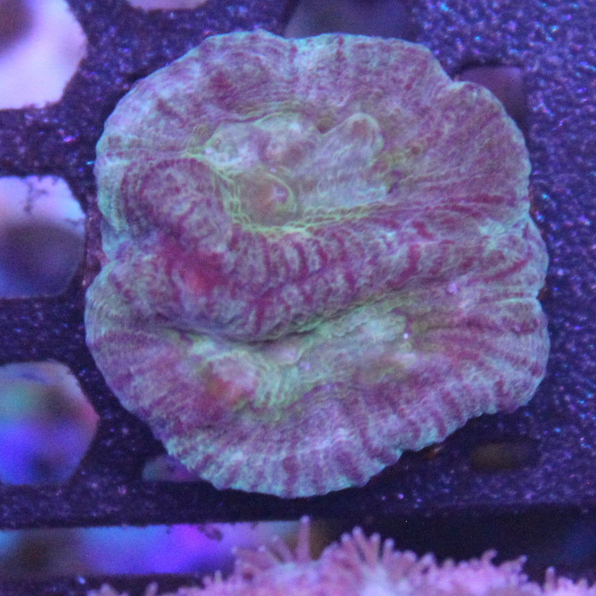 Hypo Tango Favia