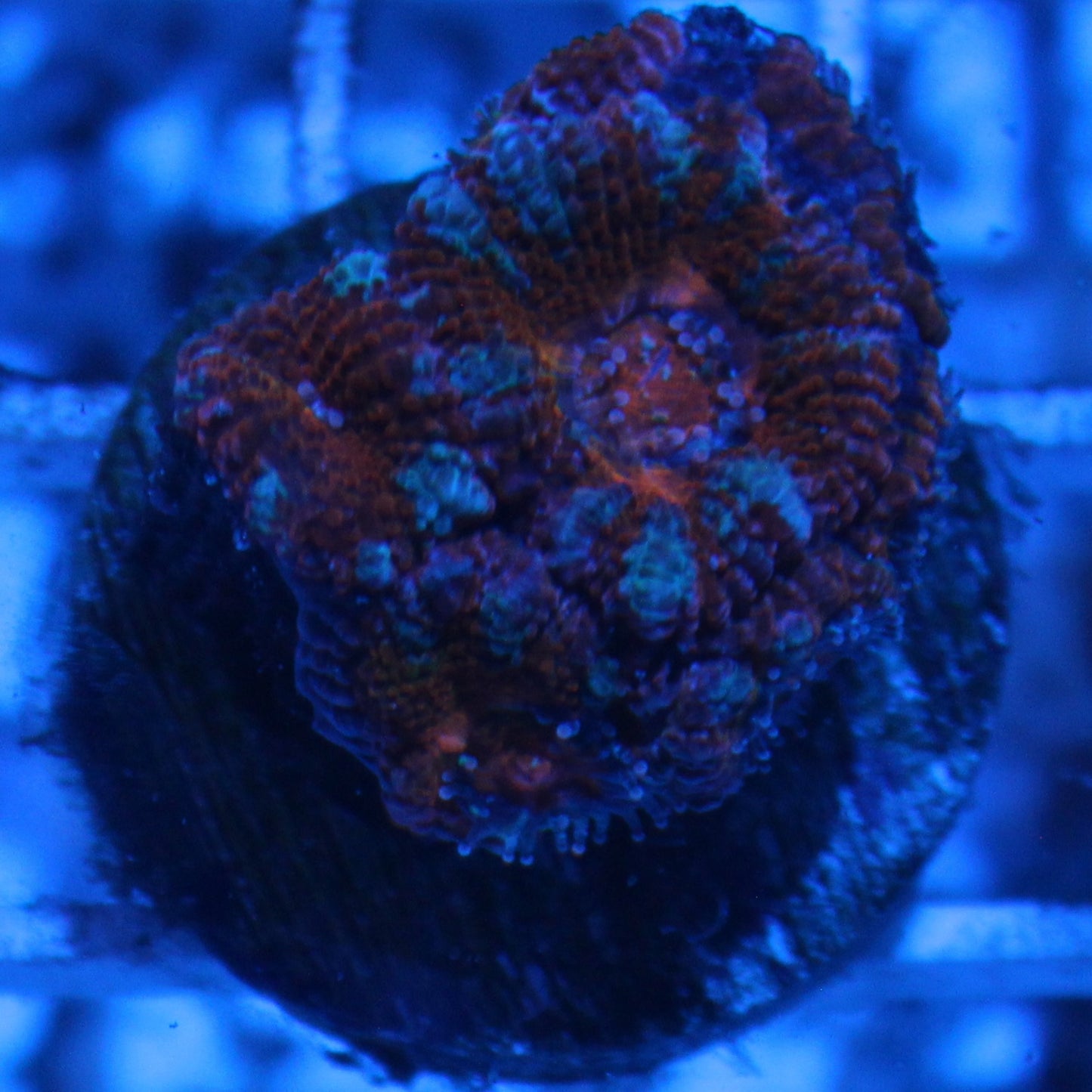 Icy Acan