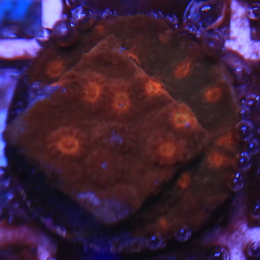 Jason Fox Flicka Flame Cyphastrea