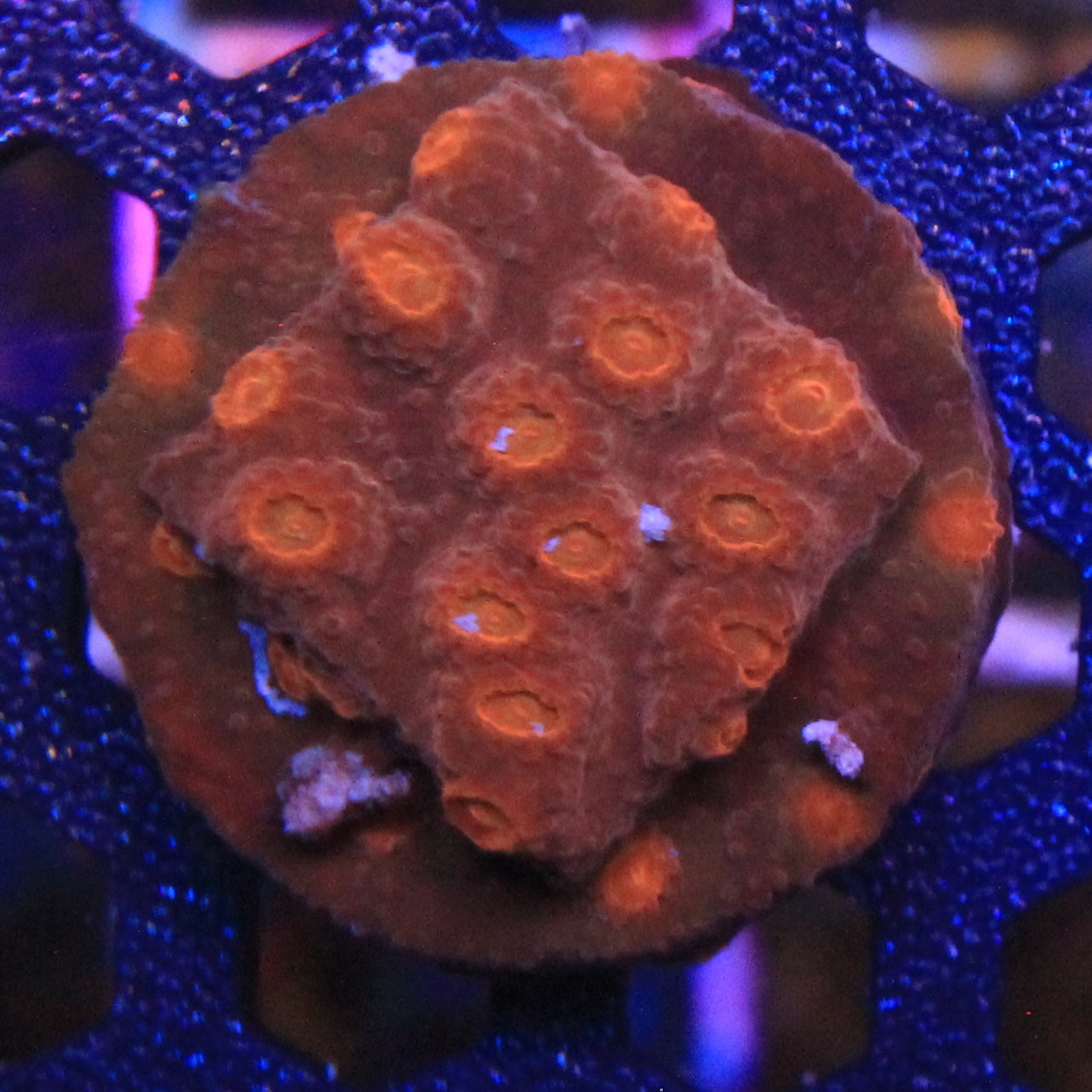 Jason Fox Flicka Flame Cyphastrea