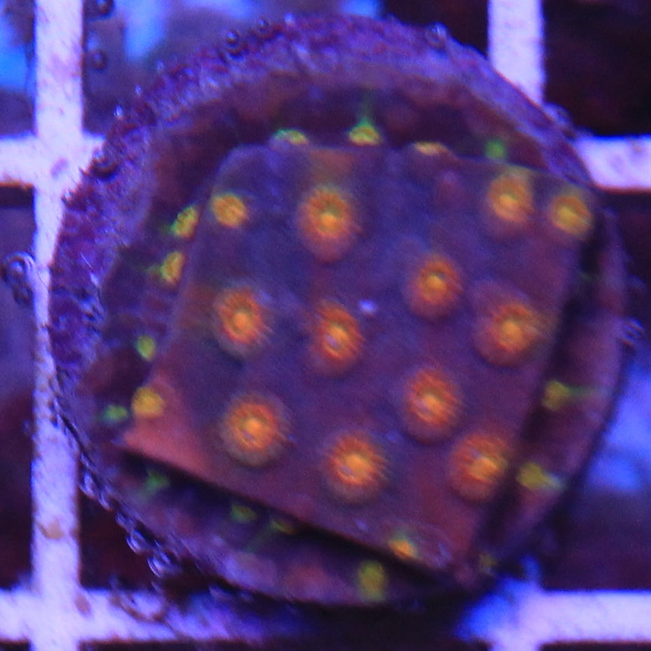 Jason Fox Techno Cyphastrea