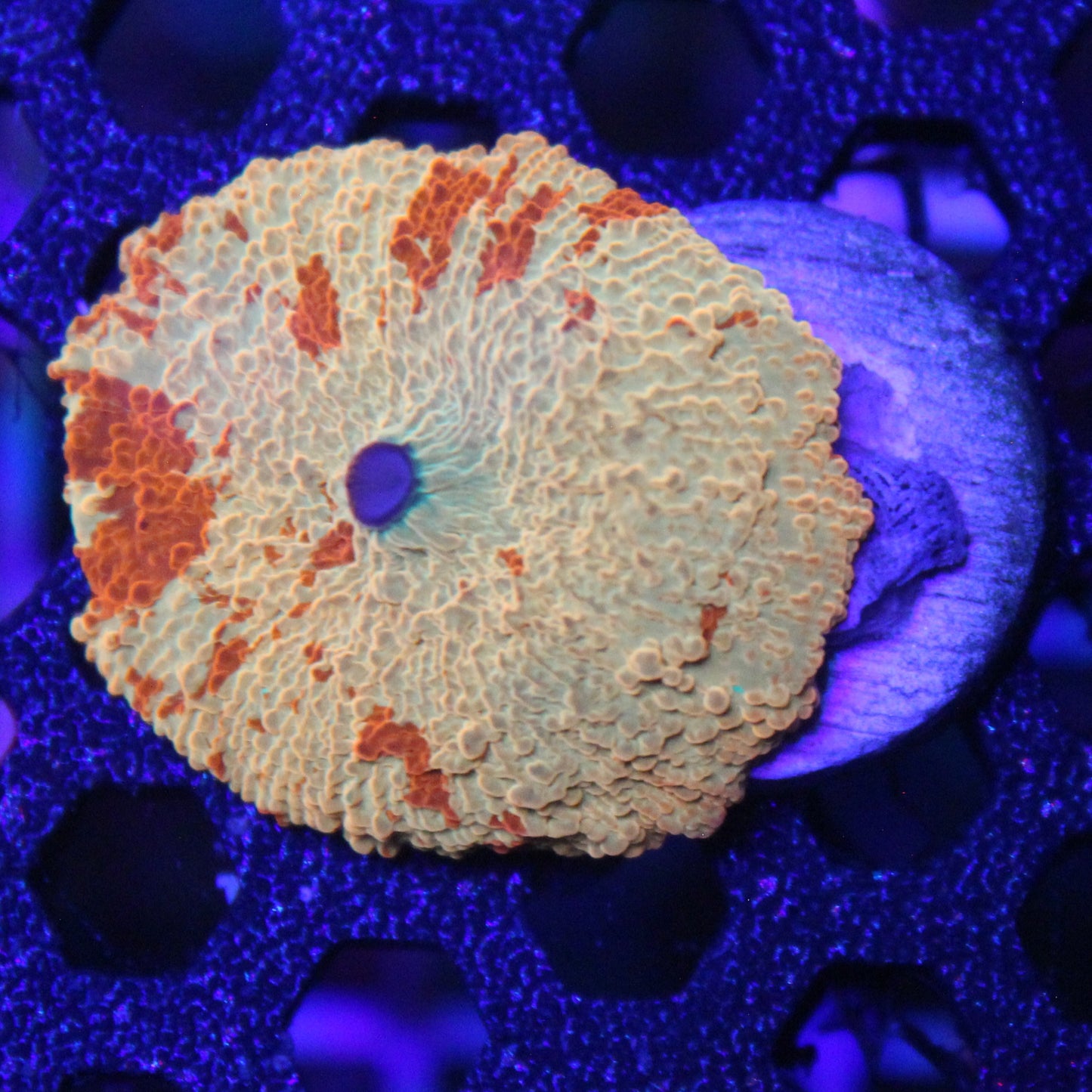 Jawbreaker Mushroom