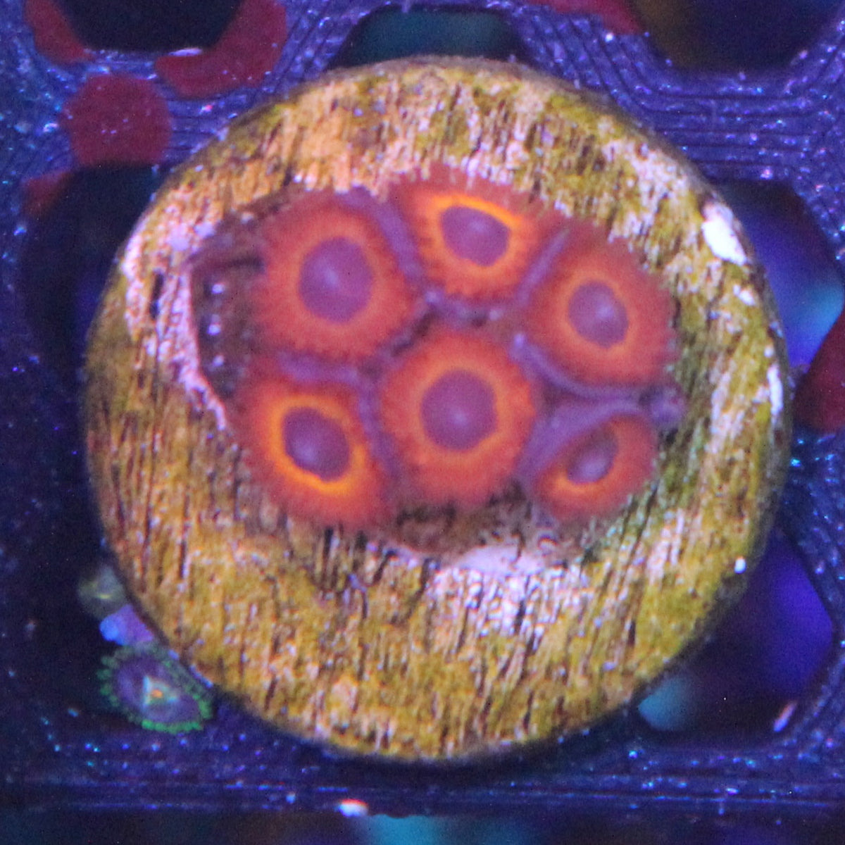 Kedds Red Zoa