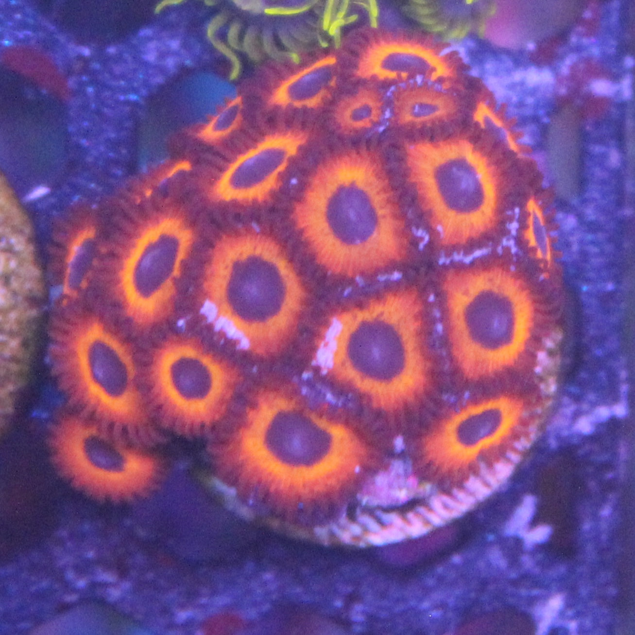 Kedds Red Zoa