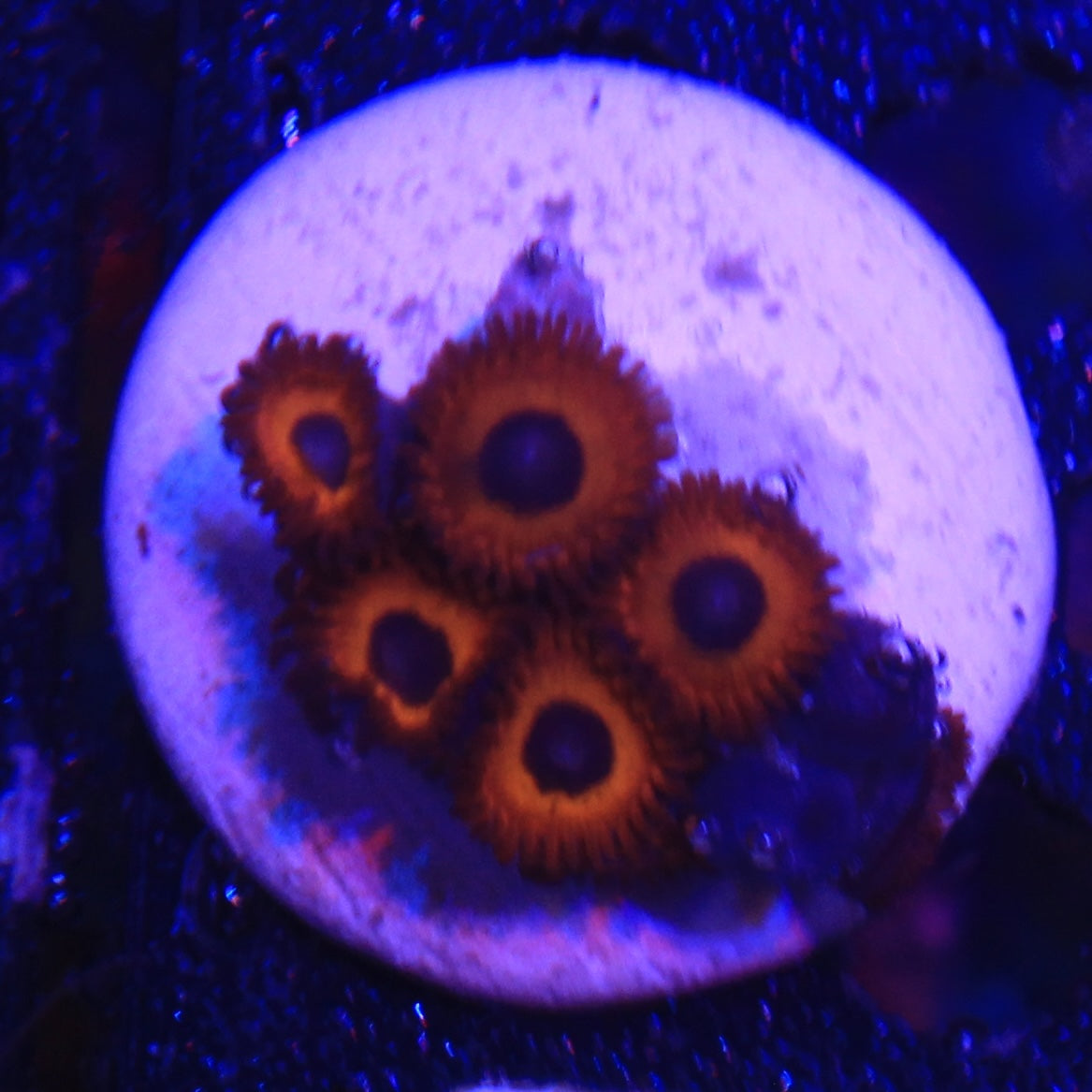 Kedds Red Zoa