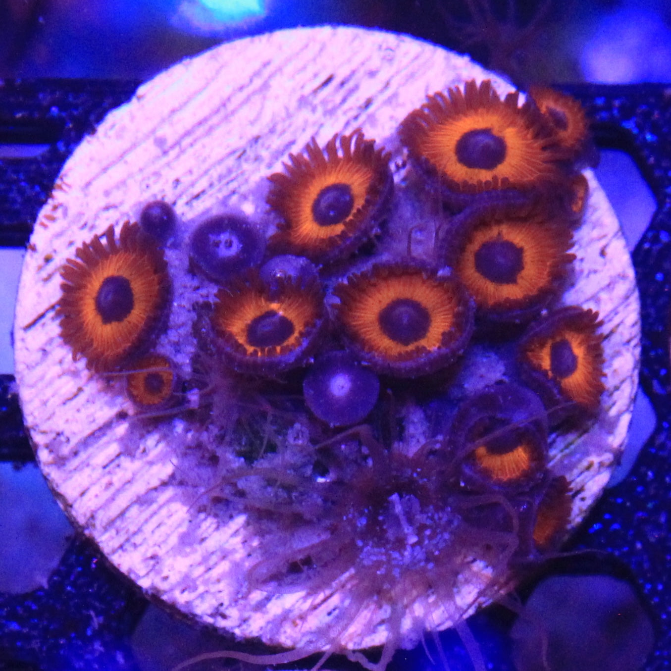 Kedds Red Zoa