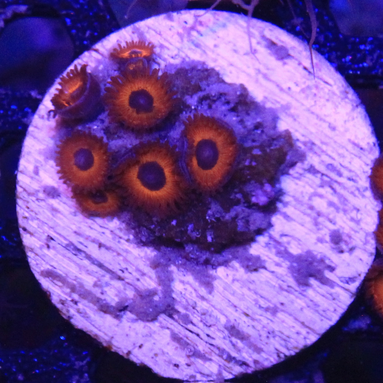 Kedds Red Zoa