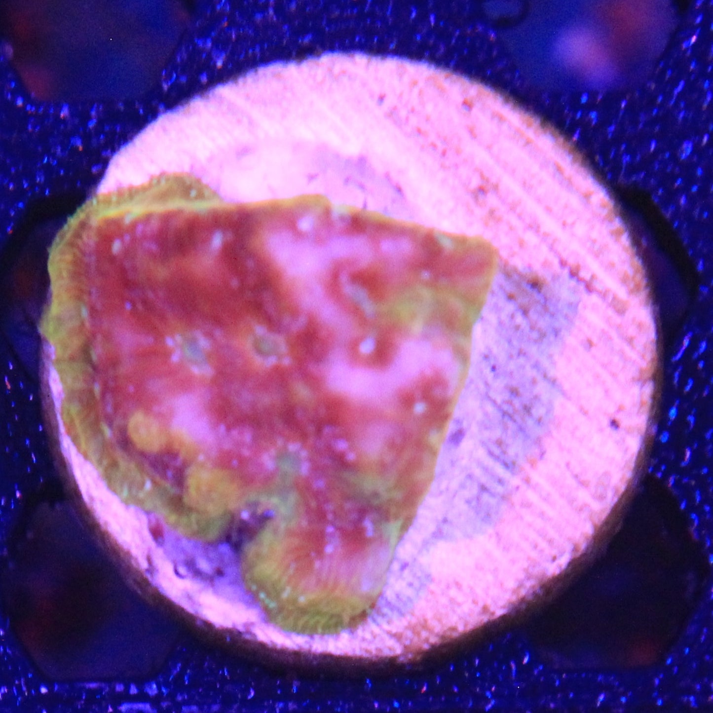Klepto Leptoseris