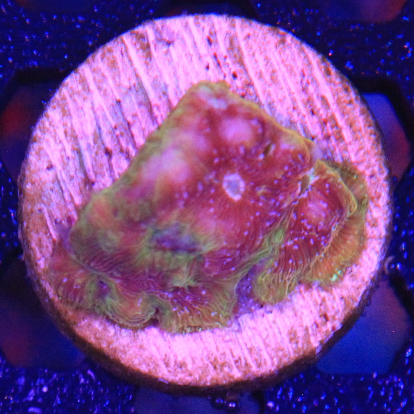 Klepto Leptoseris
