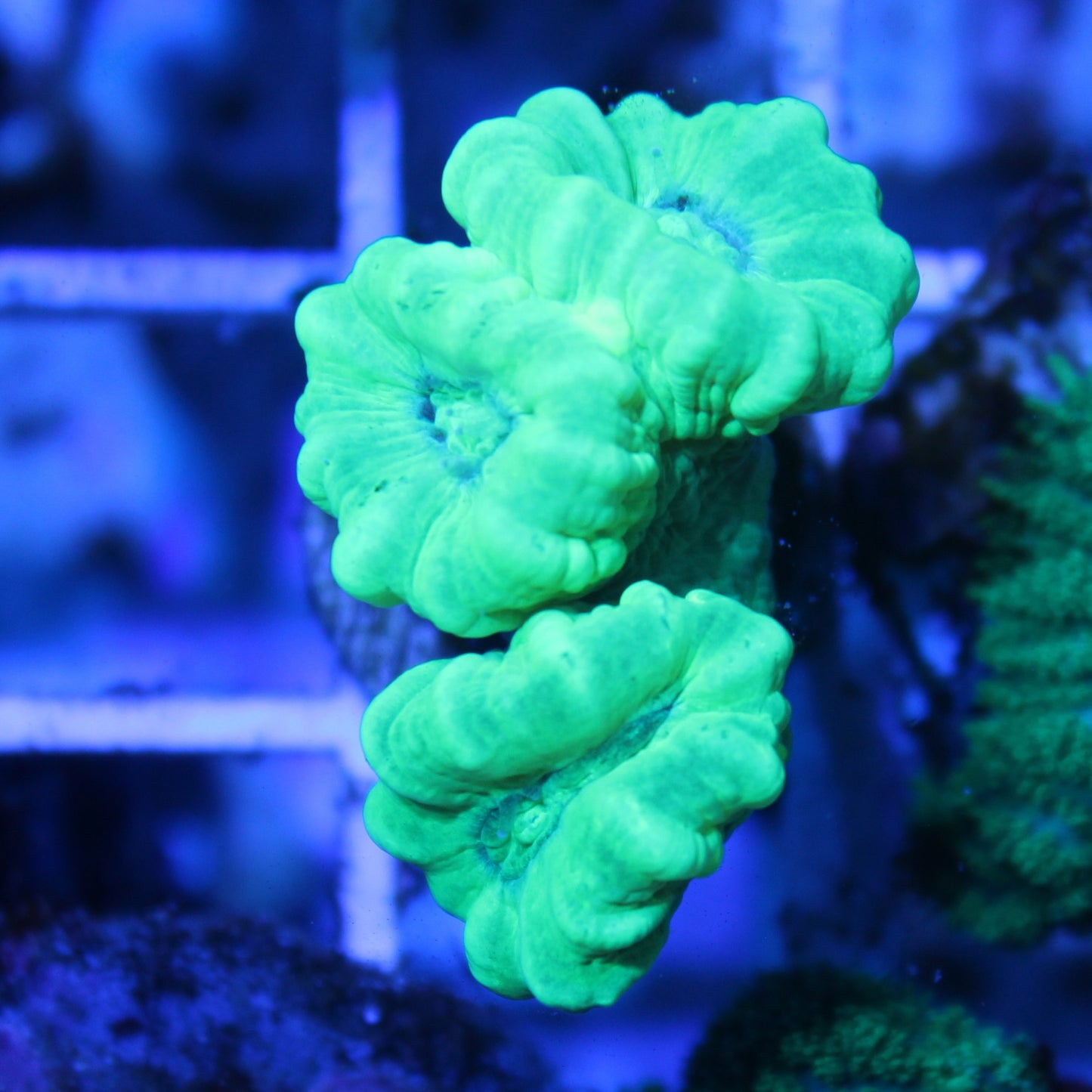 Kryptonite Candy Cane