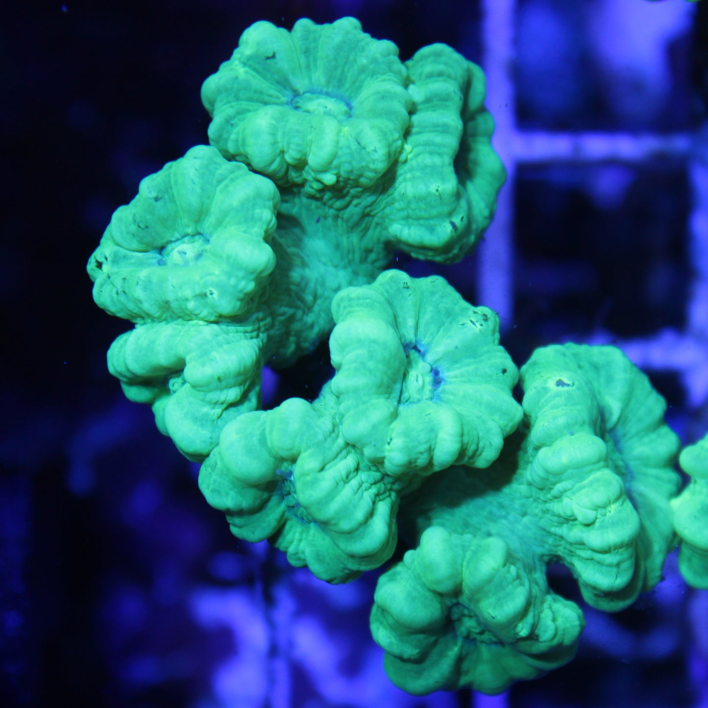 Kryptonite Candy Cane