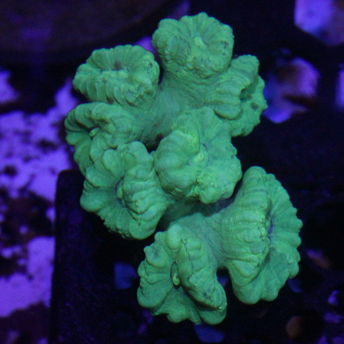 Kryptonite Candy Cane