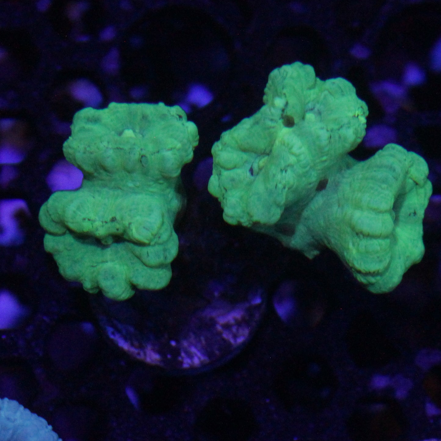 Kryptonite Candy Cane