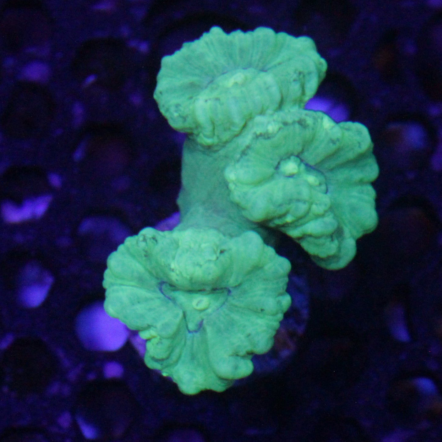 Kryptonite Candy Cane