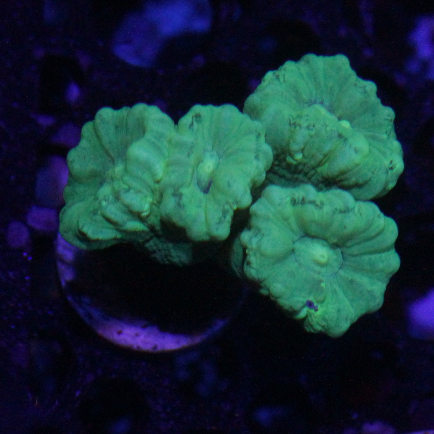 Kryptonite Candy Cane