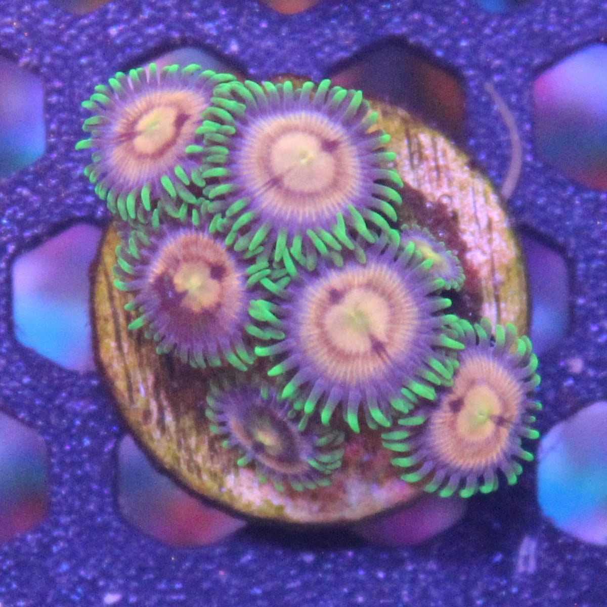 Laser Lemon Zoa