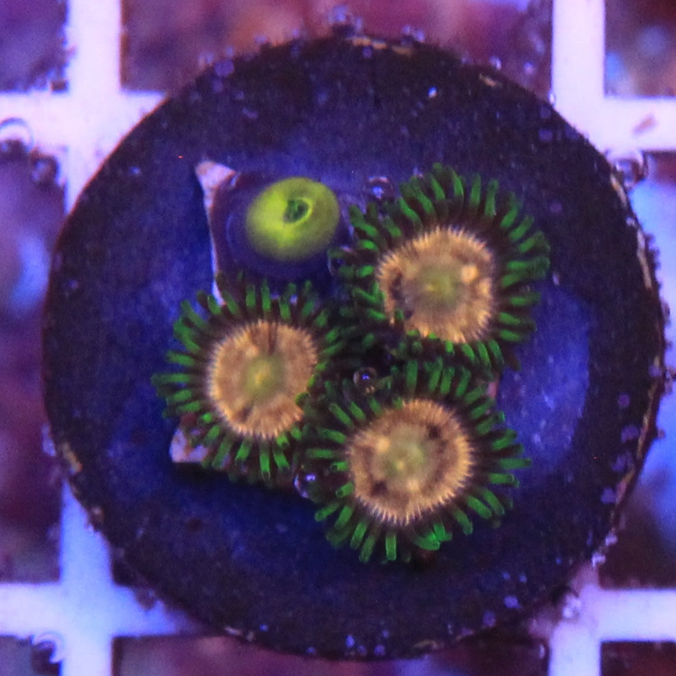 Laser Lemon Zoa