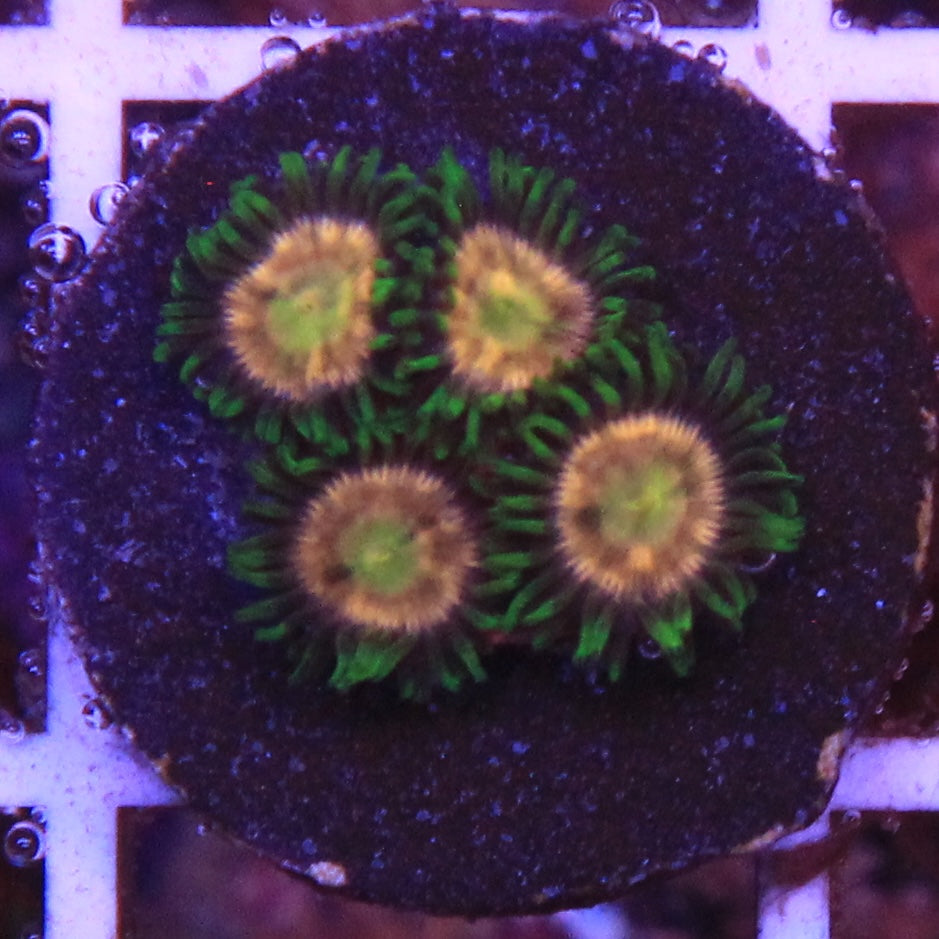 Laser Lemon Zoa