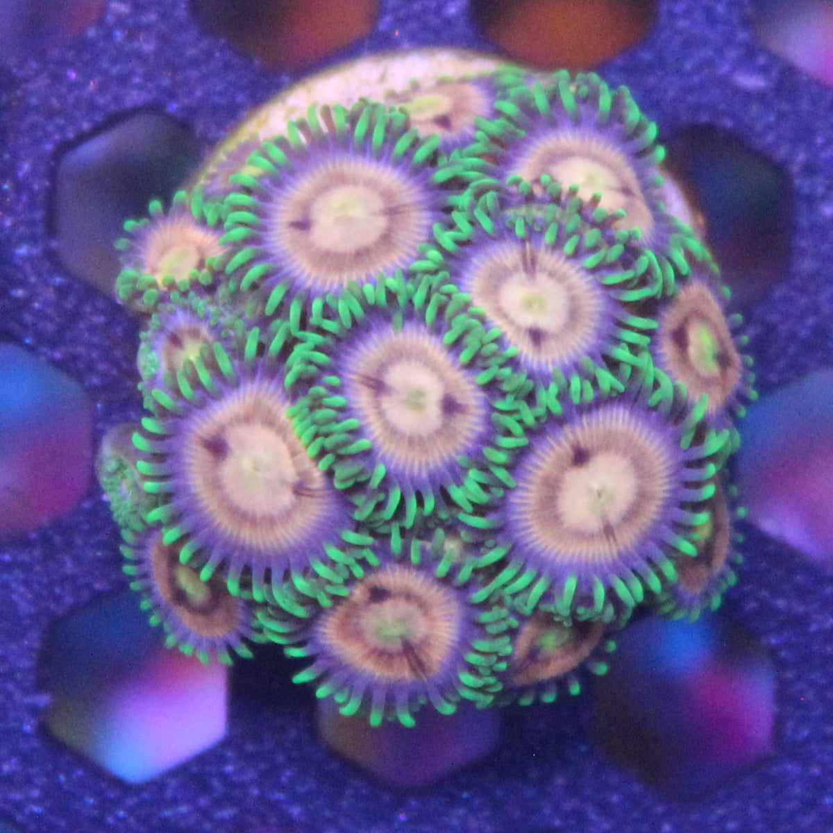 Laser Lemon Zoa