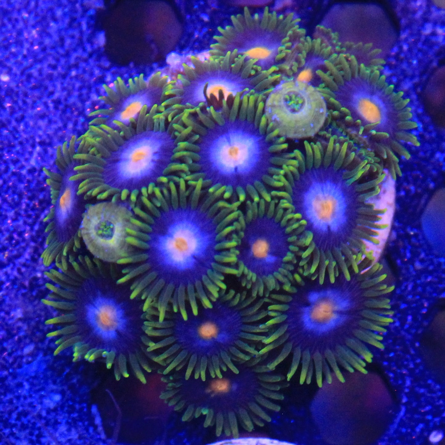 Lavandar Halo Zoa