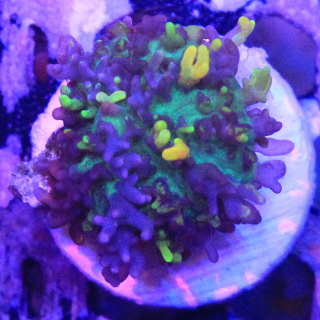 Magic Carpet Mother Colony