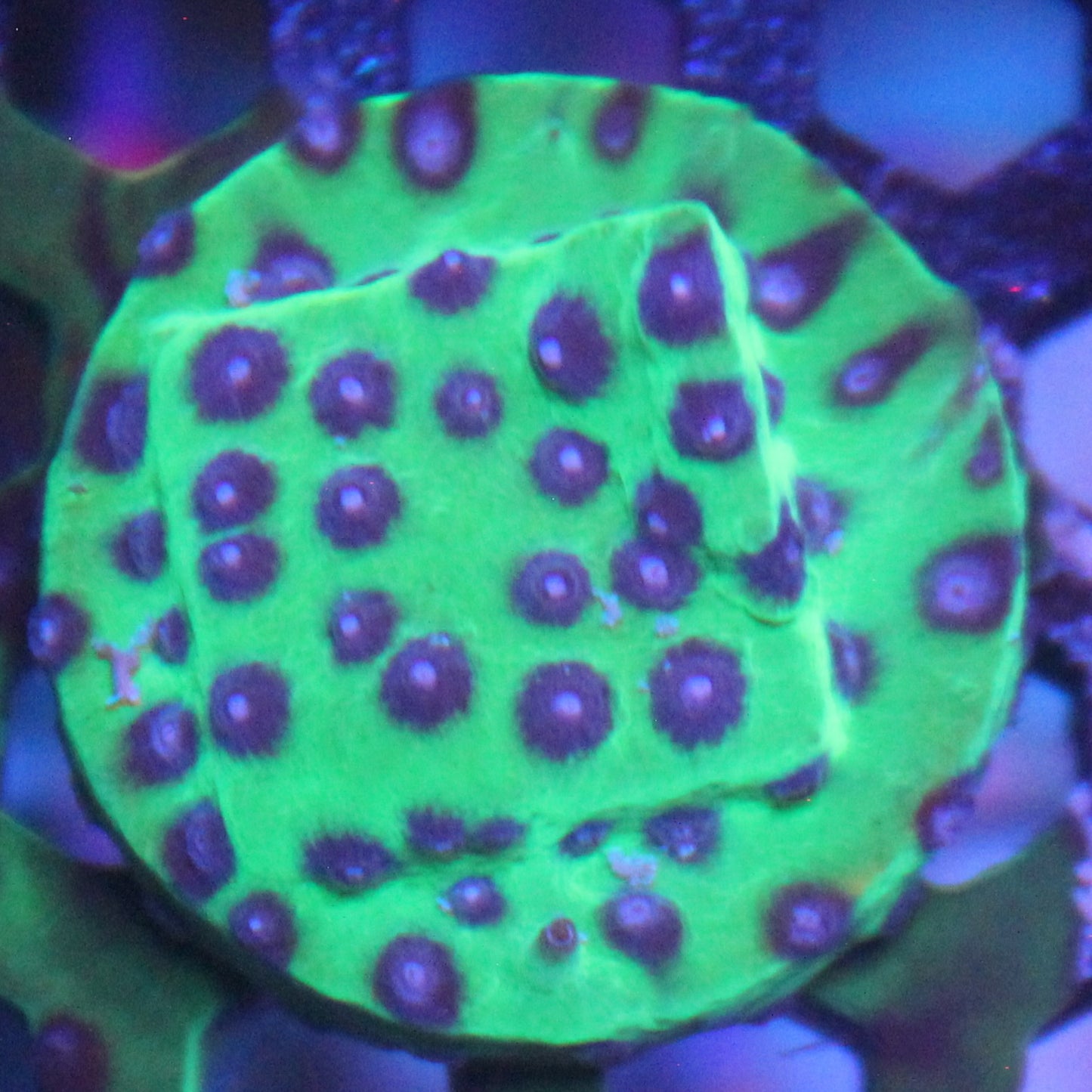 Master PPE Cyphastrea