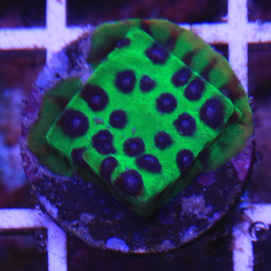 Master PPE Cyphastrea