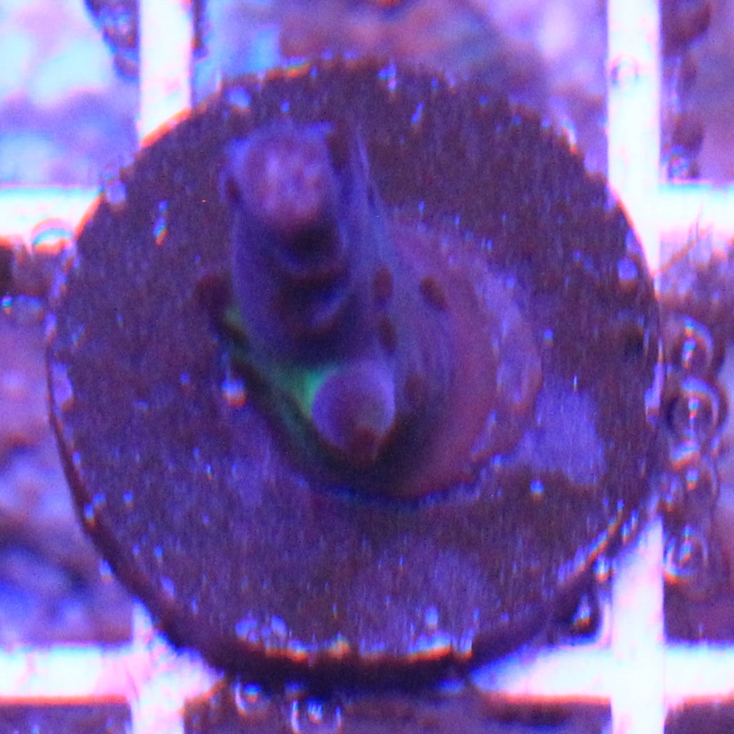 Miyagi Tort Acro