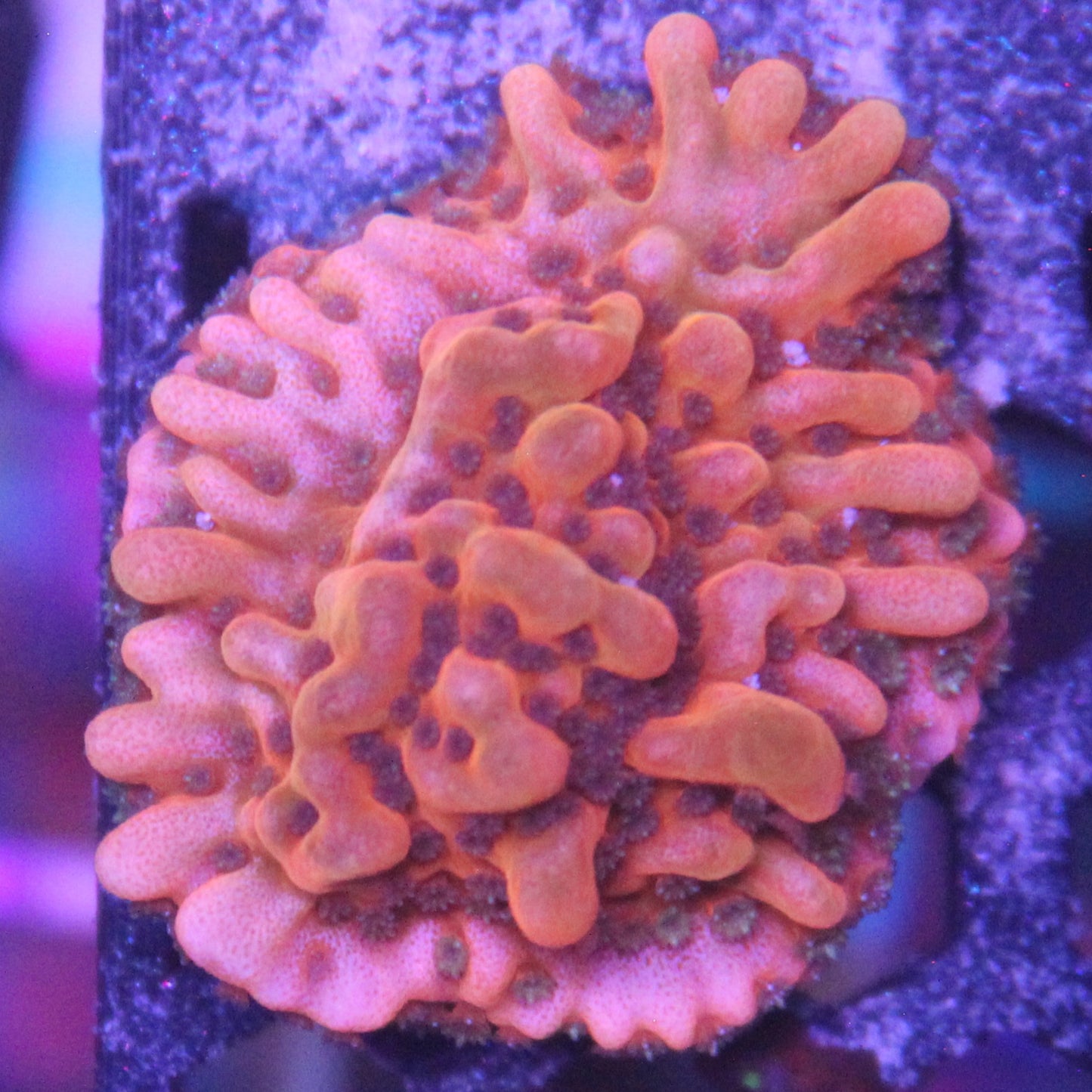 Nauti Spiral Montipora