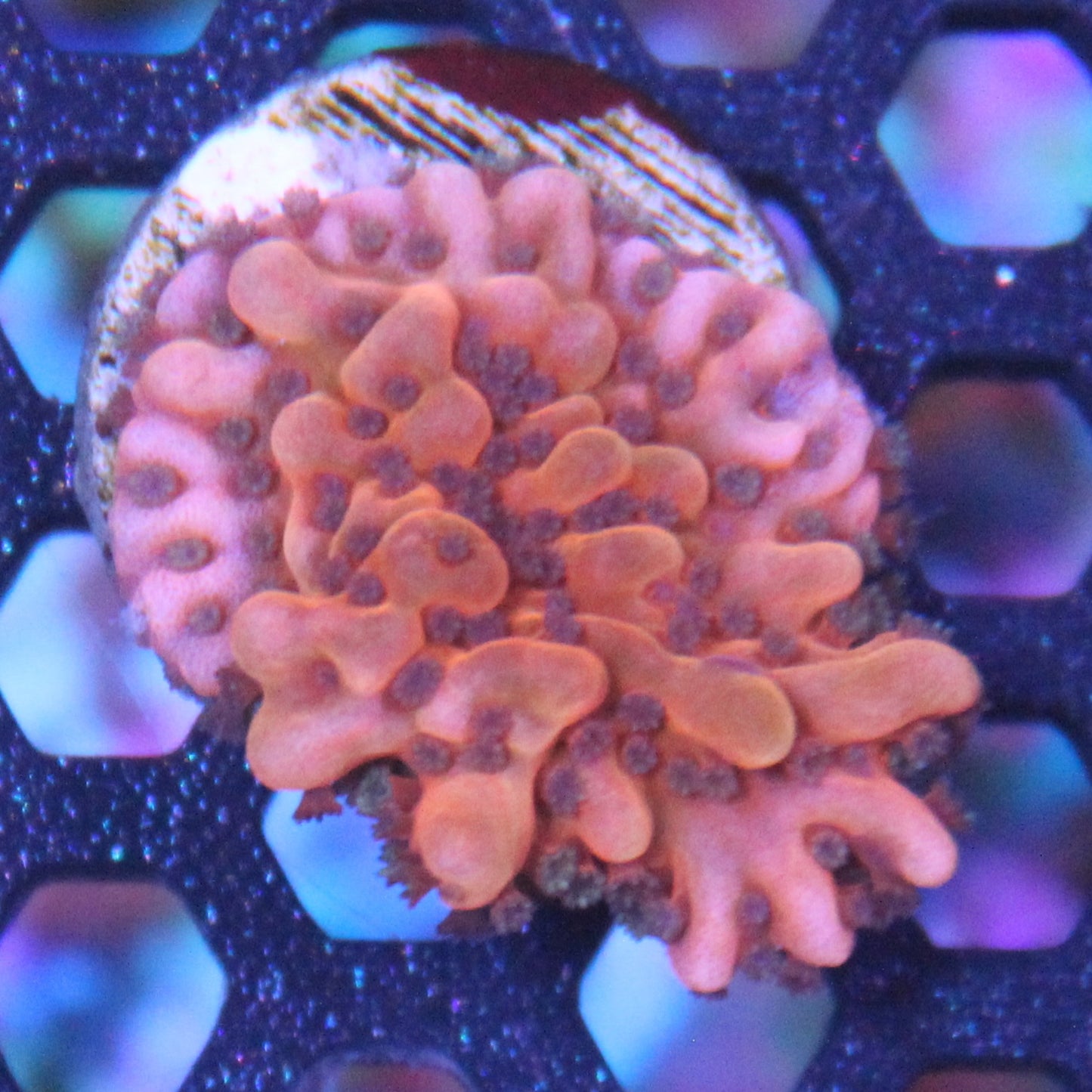 Nauti Spiral Montipora