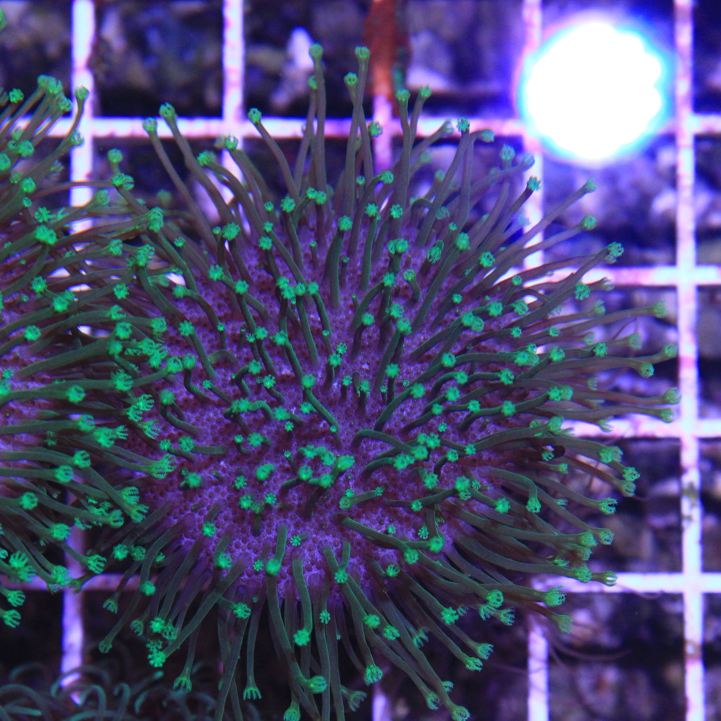 Neon Toadstool