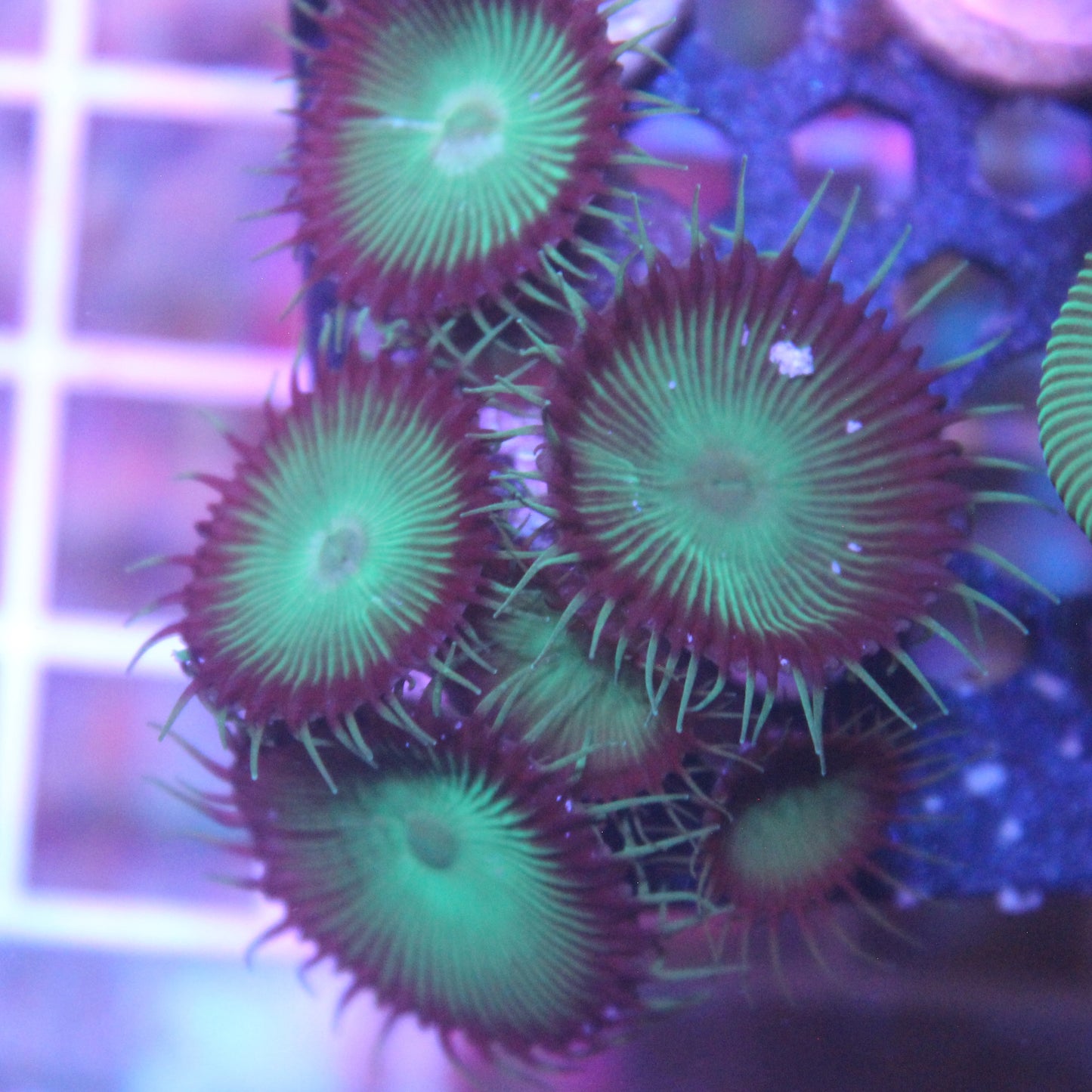 Green Palythoa