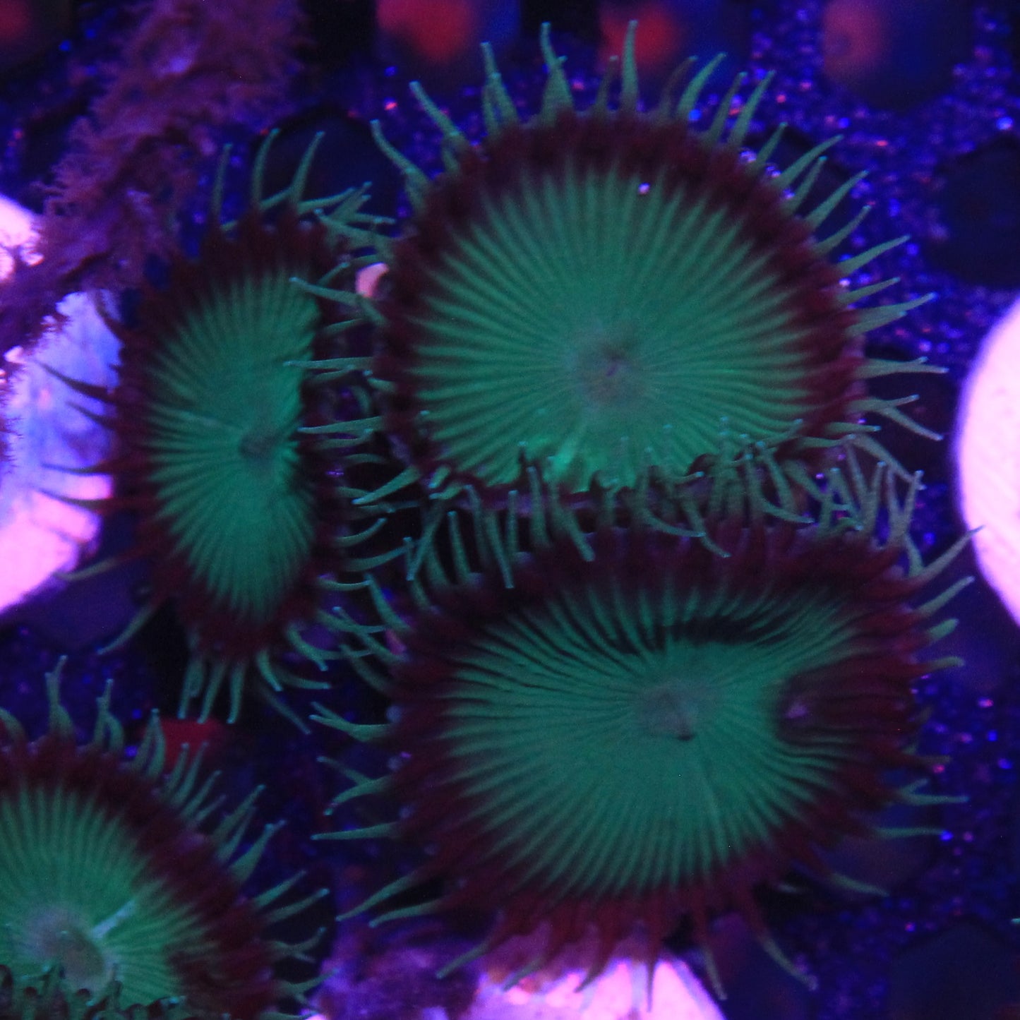 Nuclear Green Palythoa