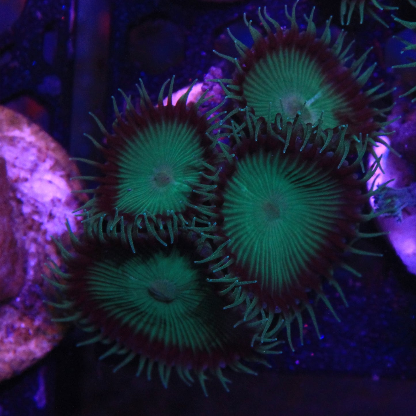 Nuclear Green Palythoa